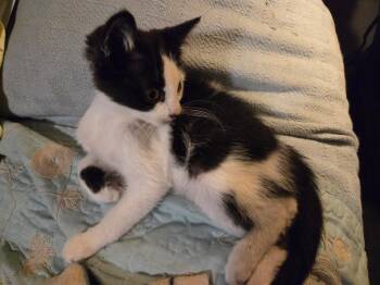 Wispy -  Tabby Cat for Adoption in San Antonio, Texas - Wispy | PetCurious
