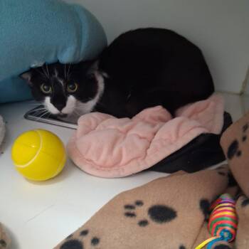 Wishbone -  Domestic Short Hair Cat Available for Adoption in Westhampton, New York - Wishbone | PetCurious