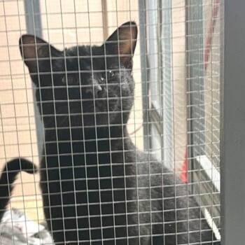 Domestic Short Hair Cats Available for Adoption in Washington, District Of Columbia - Pride Kittens: Elton 16902 | PetCurious