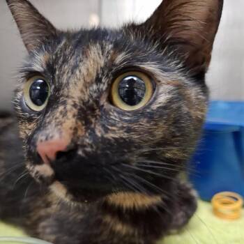 Gabby -  Domestic Short Hair Cat for Adoption in Baltimore, Maryland - Gabby | PetCurious