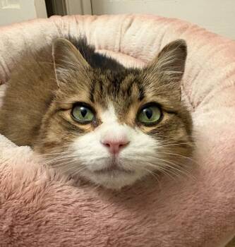 Luna -  Domestic Medium Hair Cat for Adoption in Greenville, North Carolina - Luna | PetCurious