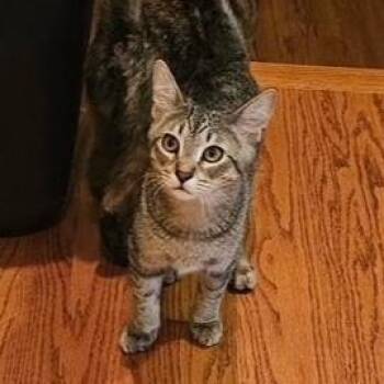 Rescue Tabby and Domestic Short Hair Cats for Adoption in Lombard, Illinois - Dunbar | PetCurious