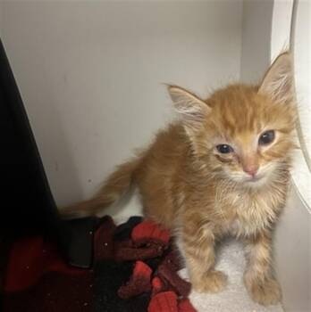 JEFF -  Domestic Long Hair Cat for Adoption in Ontario, California - JEFF | PetCurious
