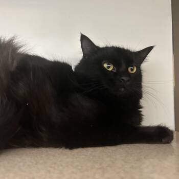 Domestic Long Hair Cats Available for Adoption in Park City, Utah - Scissors | PetCurious