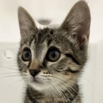 Jimini -  Domestic Short Hair Cat for Adoption in Las Cruces, New Mexico - Jimini | PetCurious
