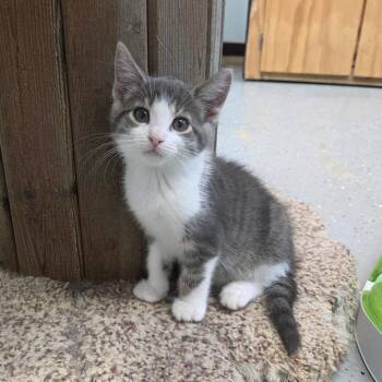 Ribbon -  Domestic Short Hair Cat for Adoption in Pontiac, Illinois - Ribbon | PetCurious