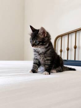 Dragon -  Domestic Short Hair Cat for Adoption in Sebastian, Florida - Dragon | PetCurious