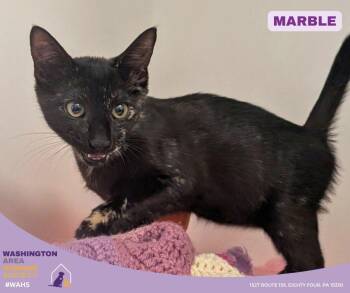 Domestic Short Hair Cats Available for Adoption in Eighty Four, Pennsylvania - Marble | PetCurious
