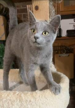 Rescue Domestic Short Hair Cats for Adoption in Mineola, Texas - Ghost | PetCurious