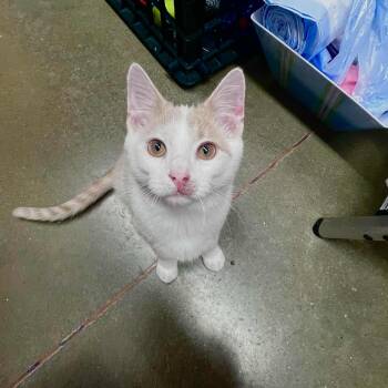 Rescue Domestic Short Hair Cats for Adoption in Manhattan, Kansas - Tanner | PetCurious