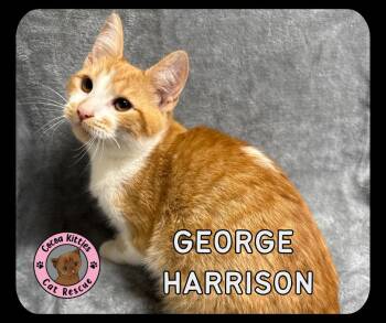 Domestic Short Hair Cats Available for Adoption - George Harrison | PetCurious
