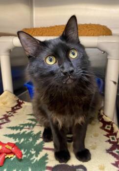 Ortiz -  Domestic Long Hair Cat for Adoption in Fargo, North Dakota - Ortiz | PetCurious