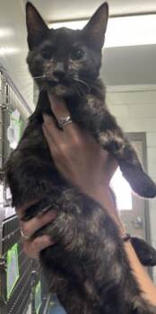 ALMOND -  Domestic Short Hair Cat for Adoption in Pensacola, Florida - ALMOND | PetCurious