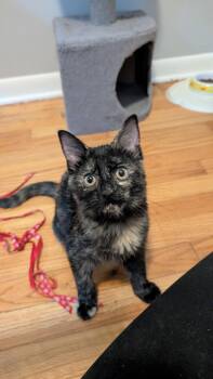Belle -  Domestic Short Hair Cat for Adoption in Wheaton, Illinois - Belle | PetCurious