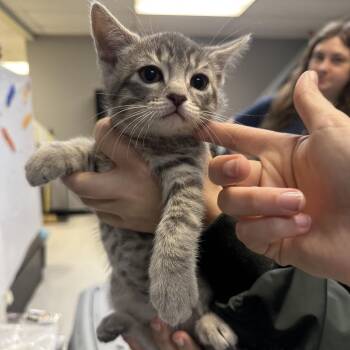 Gaban -  Domestic Short Hair Cat for Adoption in Philadelphia, Pennsylvania - Gaban | PetCurious