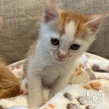 Domestic Short Hair Cats Available for Adoption in Washington, District Of Columbia - Ken | PetCurious
