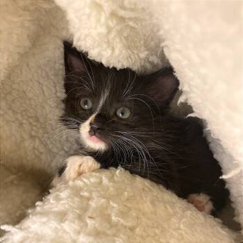 Rescue Domestic Short Hair Cats for Adoption in Los Angeles, California - Guinevere | PetCurious