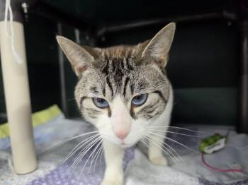 Frank Sinatra -  Domestic Short Hair Cat for Adoption in Mishawaka, Indiana - Frank Sinatra | PetCurious