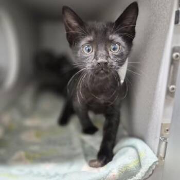 Cypress Tree -  Domestic Short Hair Cat for Adoption in Sacramento, California - Cypress Tree | PetCurious