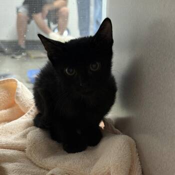 8-134 Cleo -  Domestic Short Hair Cat for Adoption in Starkville, Mississippi - 8-134 Cleo | PetCurious