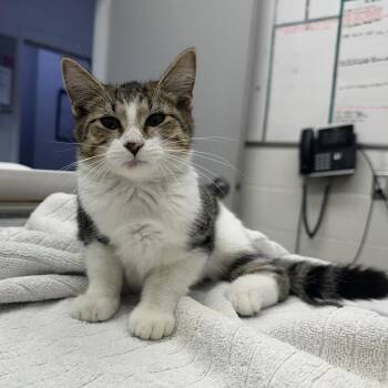 Domestic Short Hair Cats Available for Adoption - Anna | PetCurious