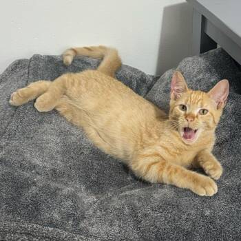 Rescue Domestic Short Hair Cats for Adoption in New York, New York - Lancelot | PetCurious