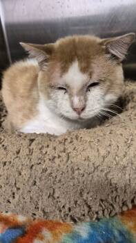 Rescue Domestic Short Hair Cats for Adoption in Ashtabula, Ohio - Blaze | PetCurious