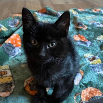 Pumpkin King -  Domestic Medium Hair Cat for Adoption in Kenai, Alaska - Pumpkin King | PetCurious