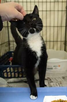 Tuxedo Cats Available for Adoption - Kachow (m) (FCID# 01/12/2026 - 501 Trainer) | PetCurious