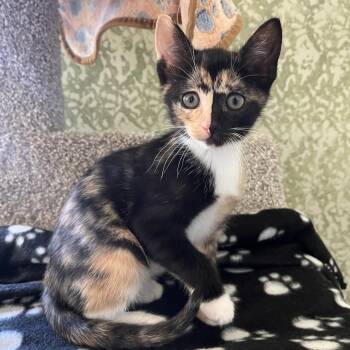 Chicky -  Domestic Short Hair Cat for Adoption in Gainesville, Georgia - Chicky | PetCurious