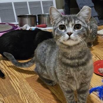 Domestic Short Hair Cats Available for Adoption - Cider | PetCurious