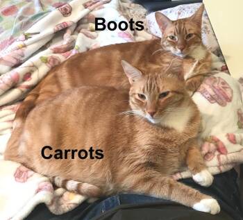 Domestic Short Hair and Tabby Cats Available for Adoption in Stowe, Pennsylvania - Boots & Carrots Cro.  (bonded Brothers) | PetCurious