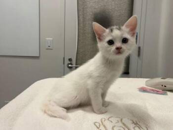 Domestic Short Hair Cats Available for Adoption in Kansas City, Missouri - June | PetCurious