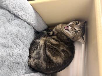 Domestic Short Hair Cats Available for Adoption in Chandler, Arizona - Lighthouse | PetCurious