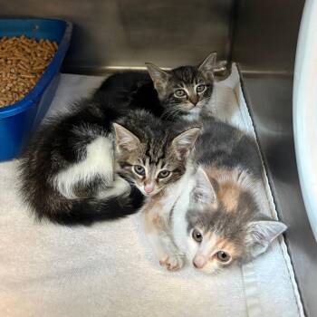 Tres -  Domestic Short Hair Cat for Adoption in Bristol, Indiana - Tres | PetCurious