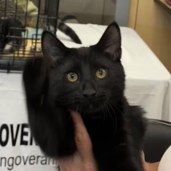 Rescue Domestic Short Hair Cats for Adoption in Schnecksville, Pennsylvania - TINY | PetCurious