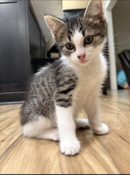 Raymond -  Domestic Short Hair and Tabby Cat for Adoption in Rochester Hills, Michigan - Raymond | PetCurious