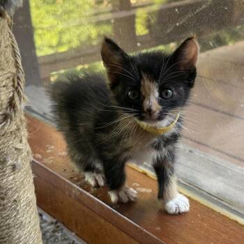 Roxi -  Domestic Medium Hair Cat for Adoption in Blue Ridge, Georgia - Roxi | PetCurious