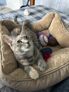 Peaches -  Domestic Short Hair Cat for Adoption in Pocatello, Idaho - Peaches | PetCurious