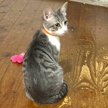 Enchilada -  Tabby and Domestic Short Hair Cat for Adoption in Smithfield, North Carolina - Enchilada | PetCurious