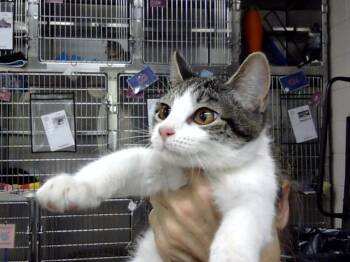 LUCY -  Domestic Short Hair Cat for Adoption in Pasadena, Texas - LUCY | PetCurious
