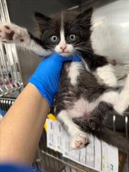 *JAVERT -  Domestic Medium Hair Cat for Adoption in Woodland, California - *JAVERT | PetCurious