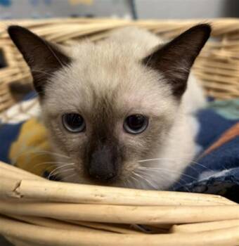Domestic Short Hair Cats Available for Adoption in Rosenberg, Texas - FRED | PetCurious