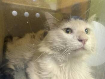 BARN CAT KINGSLEY -  Domestic Long Hair Cat for Adoption in Kent, Washington - BARN CAT KINGSLEY | PetCurious