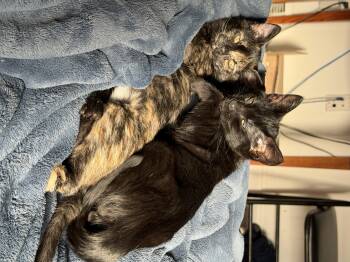 Rescue Domestic Short Hair and Bombay Cats for Adoption in Granby, Connecticut - Martha And Sabbath | PetCurious