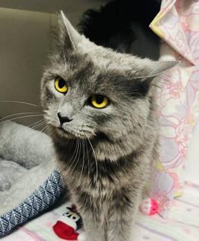 Domestic Medium Hair and Domestic Short Hair Cats Available for Adoption in Savannah, Georgia - Shadow | PetCurious