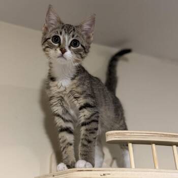 Domestic Short Hair Cats Available for Adoption - Betty | PetCurious