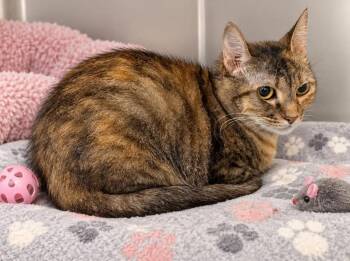 Danika -  Calico Cat for Adoption in Kingsland, Georgia - Danika | PetCurious