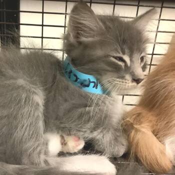 IVHS-Stray-142683 -  Domestic Short Hair Cat for Adoption in San Gabriel, California - IVHS-Stray-142683 | PetCurious