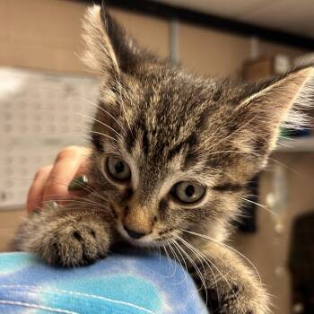 McLaren -  Domestic Short Hair Cat for Adoption in Newport, North Carolina - McLaren | PetCurious